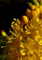 Bulbinella nutans flower