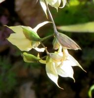 Melasphaerula graminea flowers