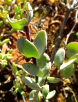 Zygophyllum cordifolium leaves