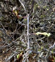Ceropegia fimbriata subsp. geniculata