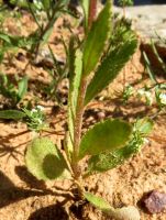 Lyperia tristis stem-leaves