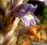 Orobanche ramosa flower