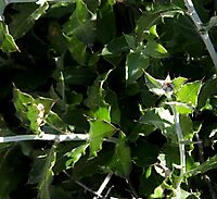 Berkheya fruticosa leafy stems