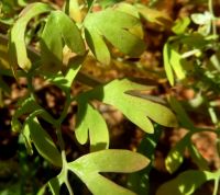 Cysticapnos vesicaria leaves