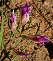 Gladiolus venustus floral bracts