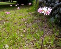 Amaryllis belladonna on a lawn