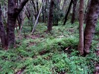 Asparagus scandens forest groundcover