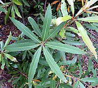 Brabejum stellatifolium stem-tip leaves dull