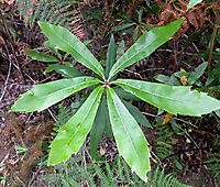Brabejum stellatifolium stem-tip leaves