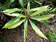 Brabejum stellatifolium stem-tip brownish leaves