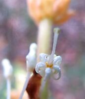 Brabejum stellatifolium open floret