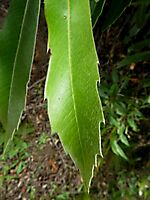Brabejum stellatifolium upper leaf part
