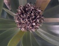 Leucadendron argenteum male flowerhead
