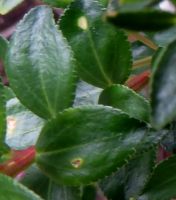 Agathosma crenulata leaves
