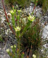 Leucadendron uliginosum male plant
