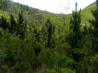 Pine tree invasion of fynbos