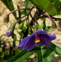 Solanum laciniatum inflorescence