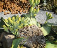 Welwitschia mirabilis showing top of the stem cone