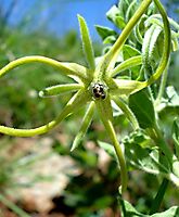 Brachystelma macropetalum flower