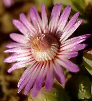 Amphibolia laevis flower