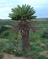 Encephalartos friderici-guilielmi grown tall