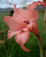 Gladiolus oppositiflorus stamens and style