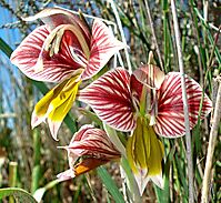 Gladiolus watermeyeri flowers