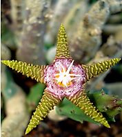 Stapelia flavopurpurea flower