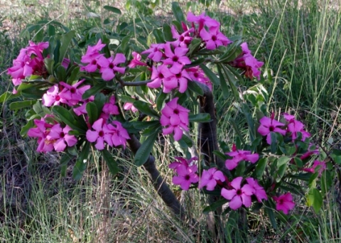 Operation Wildflower - Category: Adenium - Image: Adenium swazicum ...