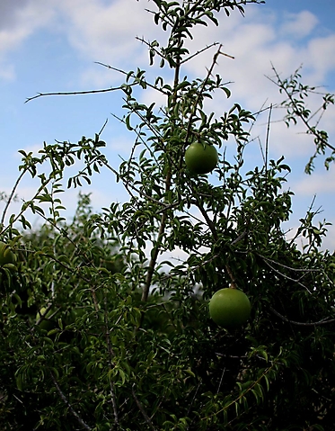 Strychnos madagascariensis fruit