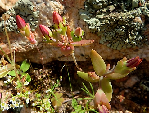 Crassula dichotoma leaves