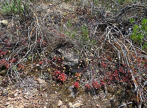 Crassula pubescens subsp. pubescens