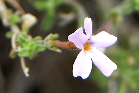 Jamesbrittenia tortuosa flower