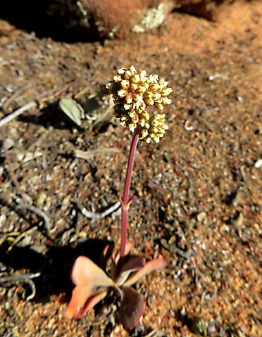 Crassula pubescens subsp. pubescens small plant, many flowers