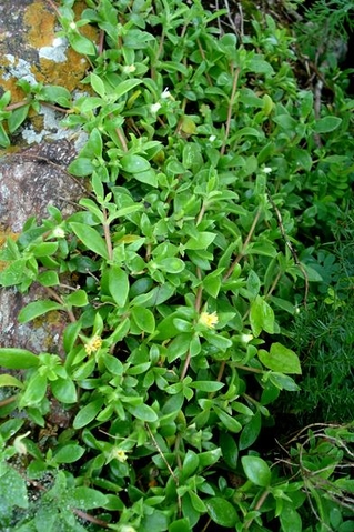 Delosperma lebomboense leaves