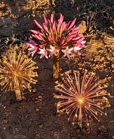 Brunsvigia bosmaniae ring of open flowers