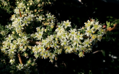 Asparagus capensis flowers