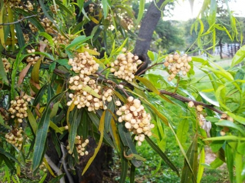 Searsia lancea fruits