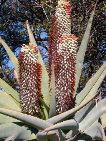 Aloe speciosa inflorescence