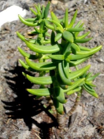 Crassula tetragona claw-like leaves