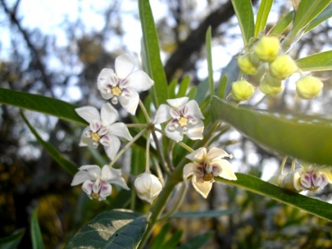 Gomphocarpus physocarpus with flowers, buds and rings