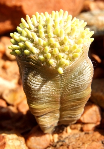 Crassula pyramidalis buds