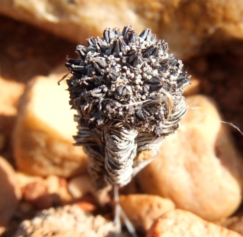 Crassula pyramidalis, the dead holding the seed
