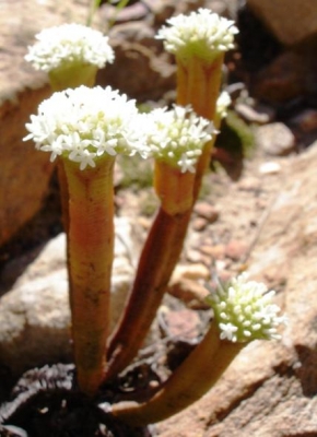 Crassula pyramidalis flowering
