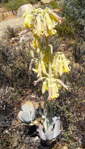 Cotyledon orbiculata yellow flowers