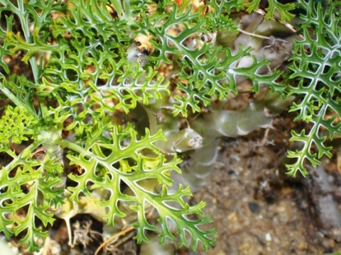 Pelargonium laxum