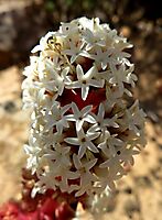 Crassula alpestris subsp. massonii inflorescence upper part