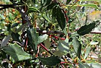 Searsia dissecta leaves