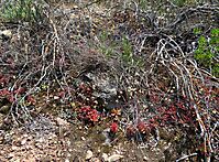 Crassula pubescens subsp. pubescens
