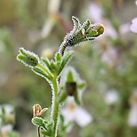 Jamesbrittenia tortuosa short, young buds